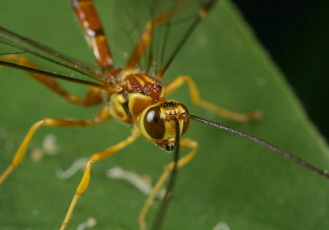 Megarhyssa macrurus Ichneumonidae